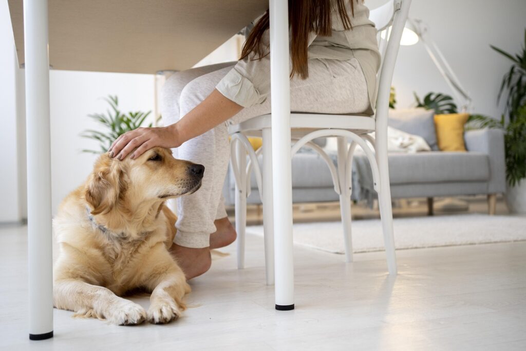 Cómo quitar el olor a perro de la casa