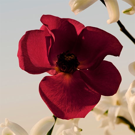 mb-espacio-marca-chloe-flor-26